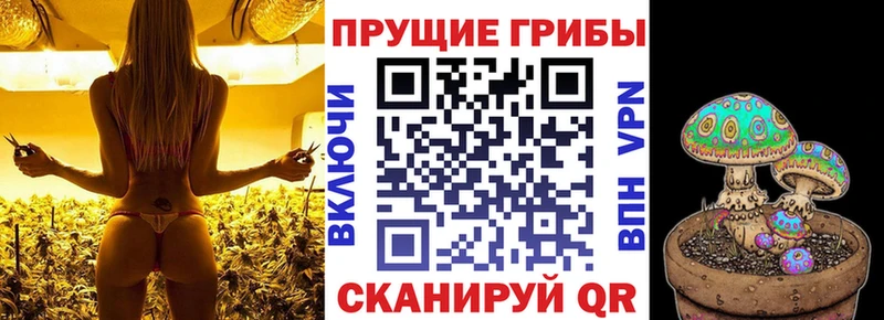 Галлюциногенные грибы Psilocybine cubensis  Ухта 